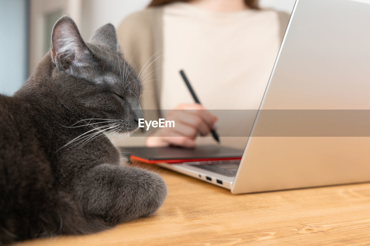 Grey cat sleeping on wooden table while unrecognizable woman drawing picture on graphic tablet.