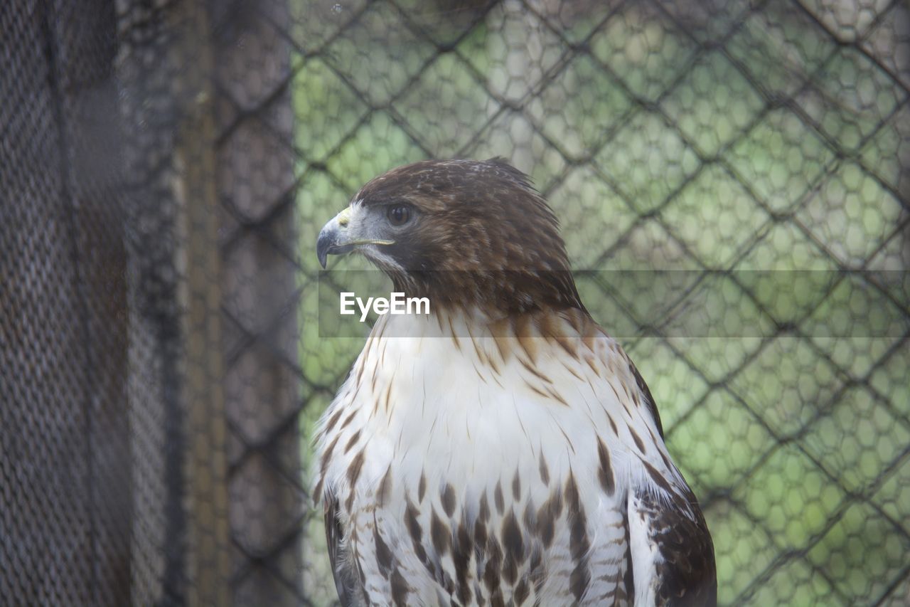 Close-up red-tailed hawk in cage