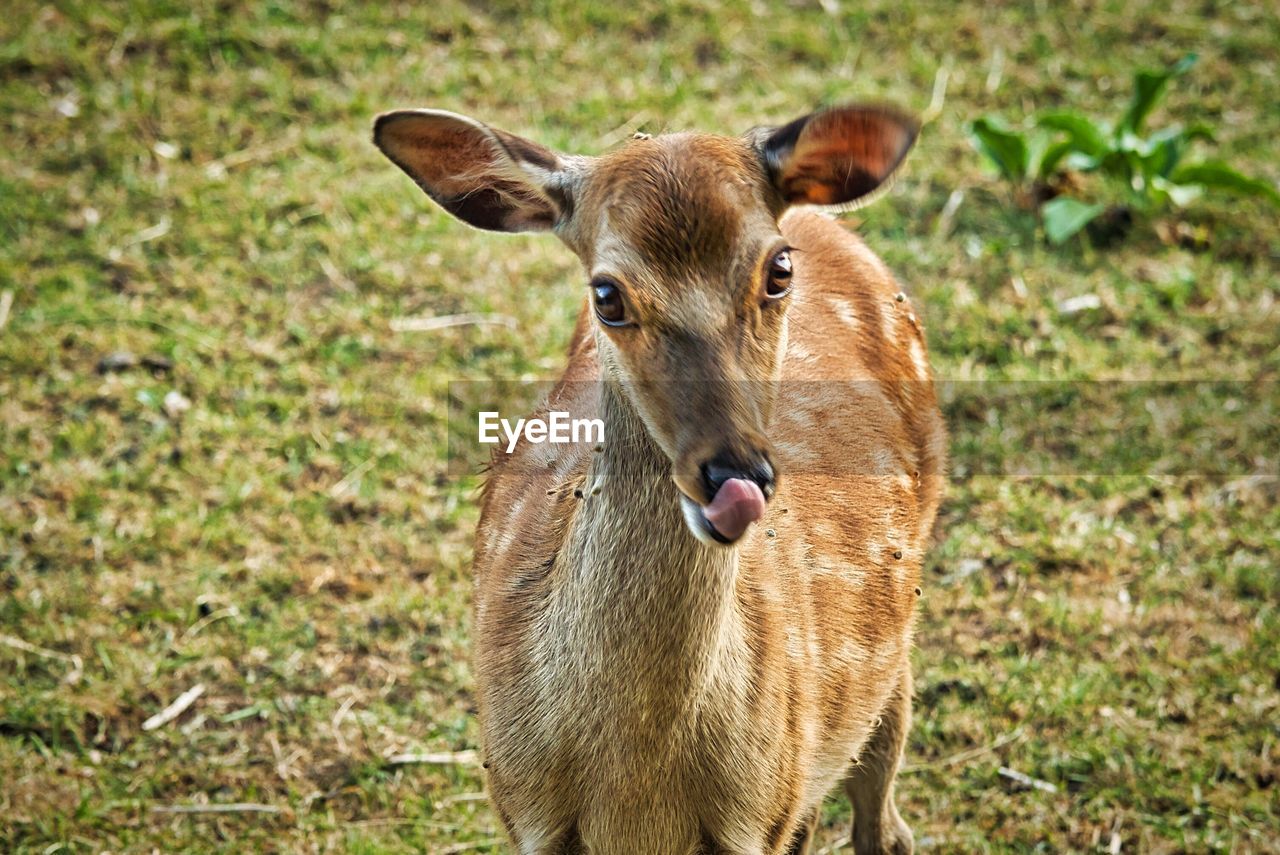 Portrait of deer on field