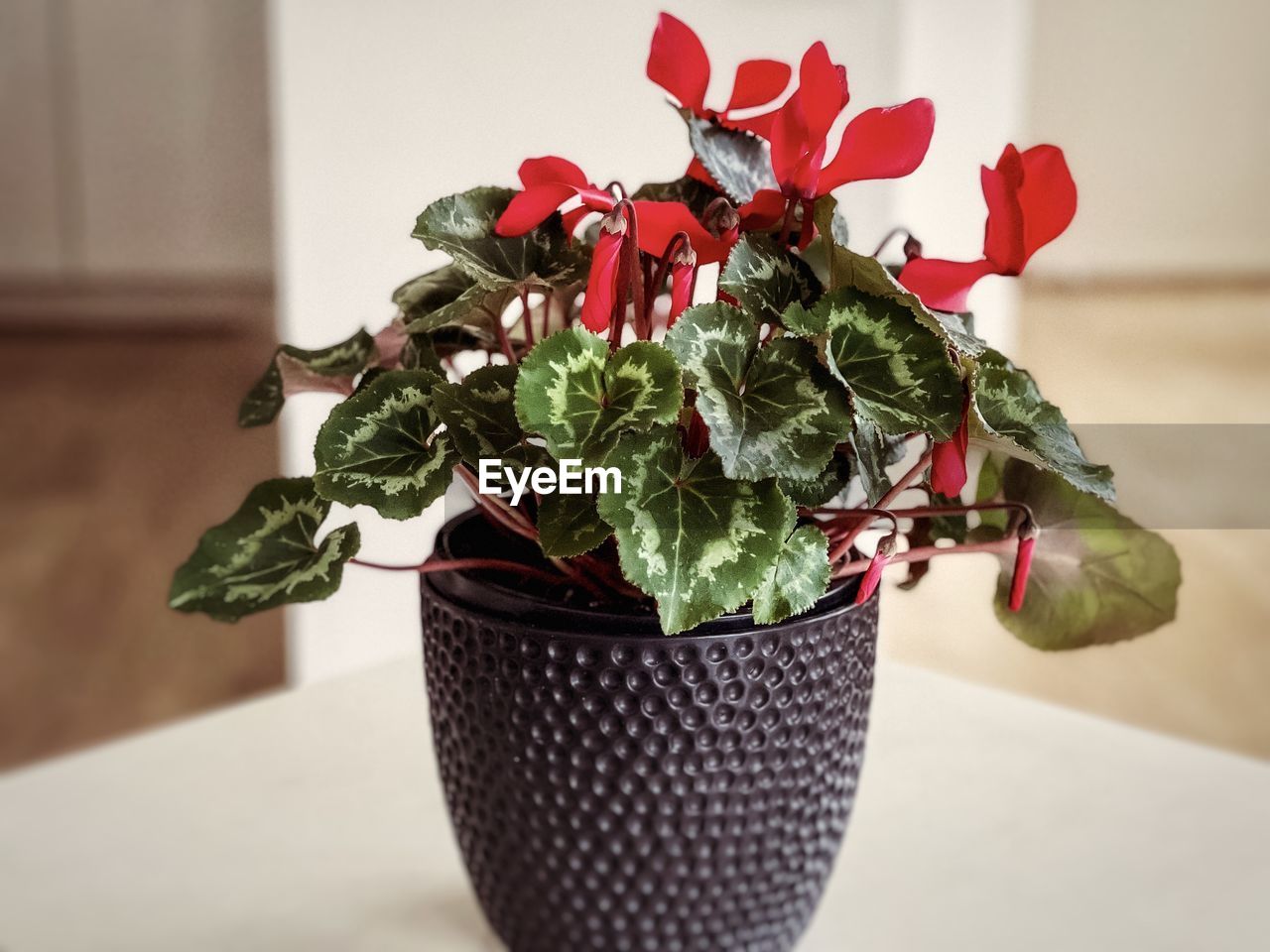 Close-up of red flowering cyclamen plant in black flowerpot on white table.