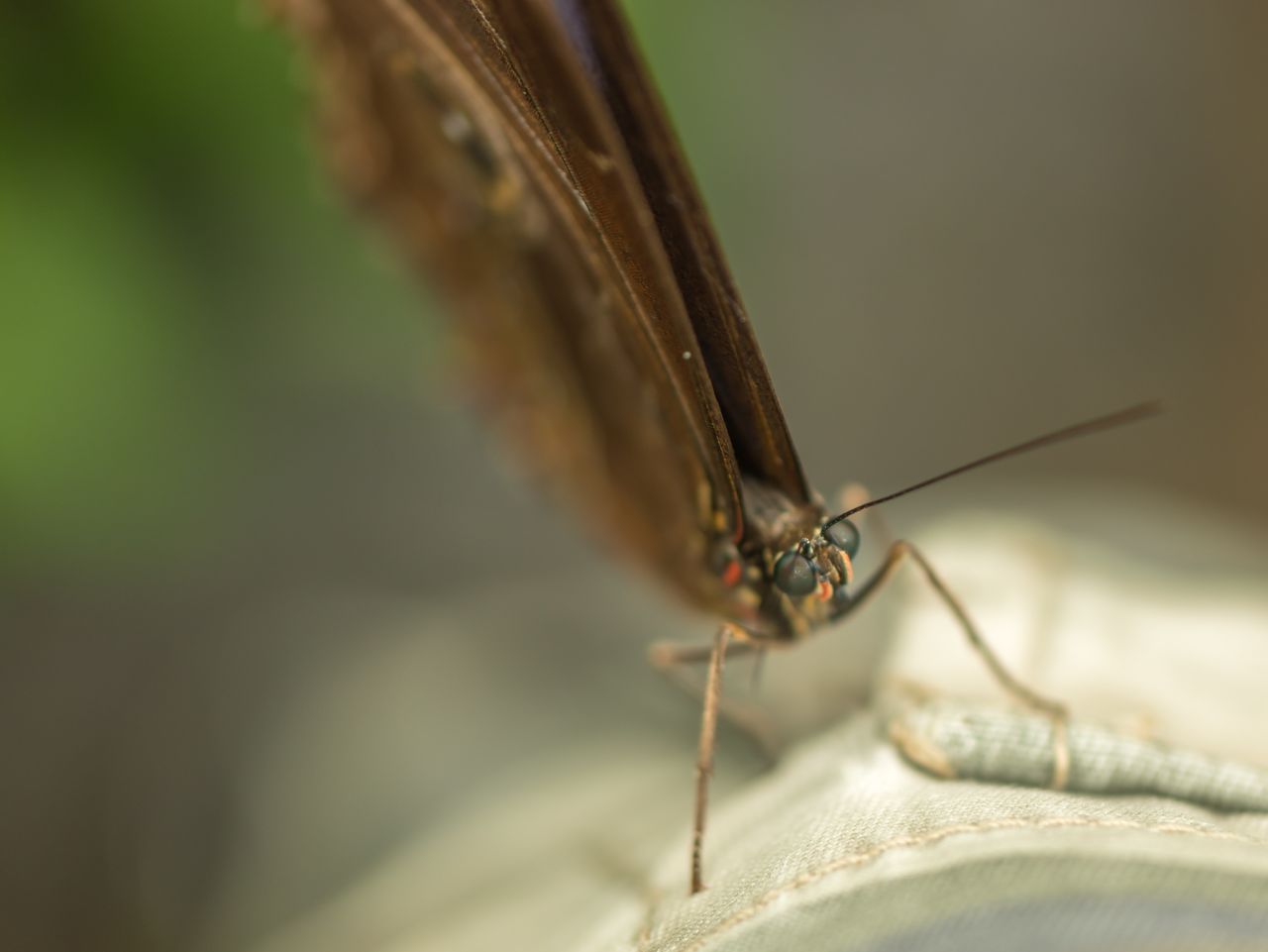 Close-up of butterfly