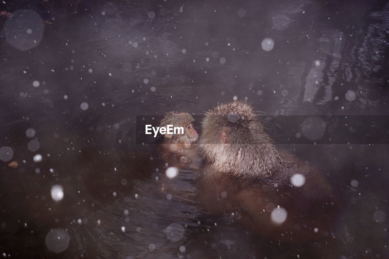 High angle view of monkeys in hot spring during winter