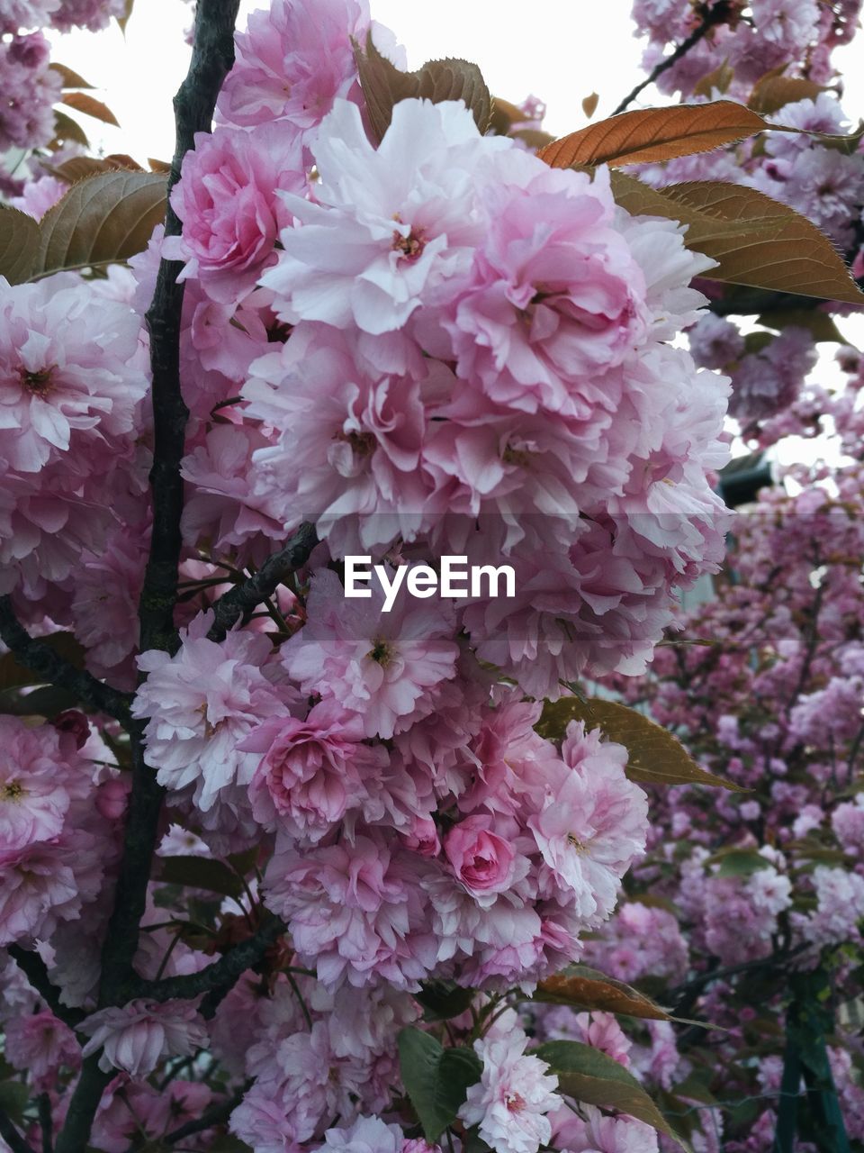 CLOSE-UP OF PINK FLOWER TREE