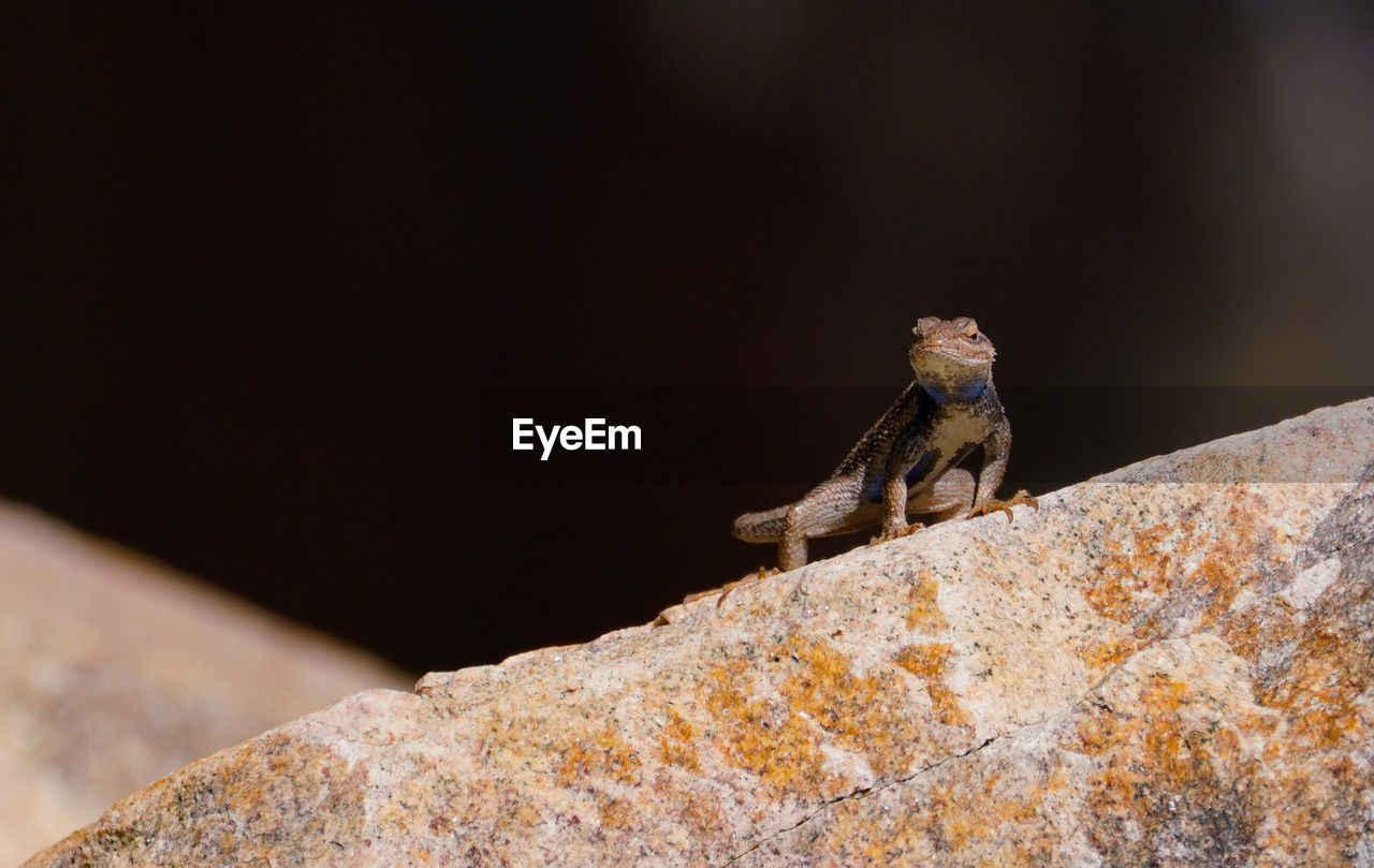 Close-up of reptile on textured retaining wall