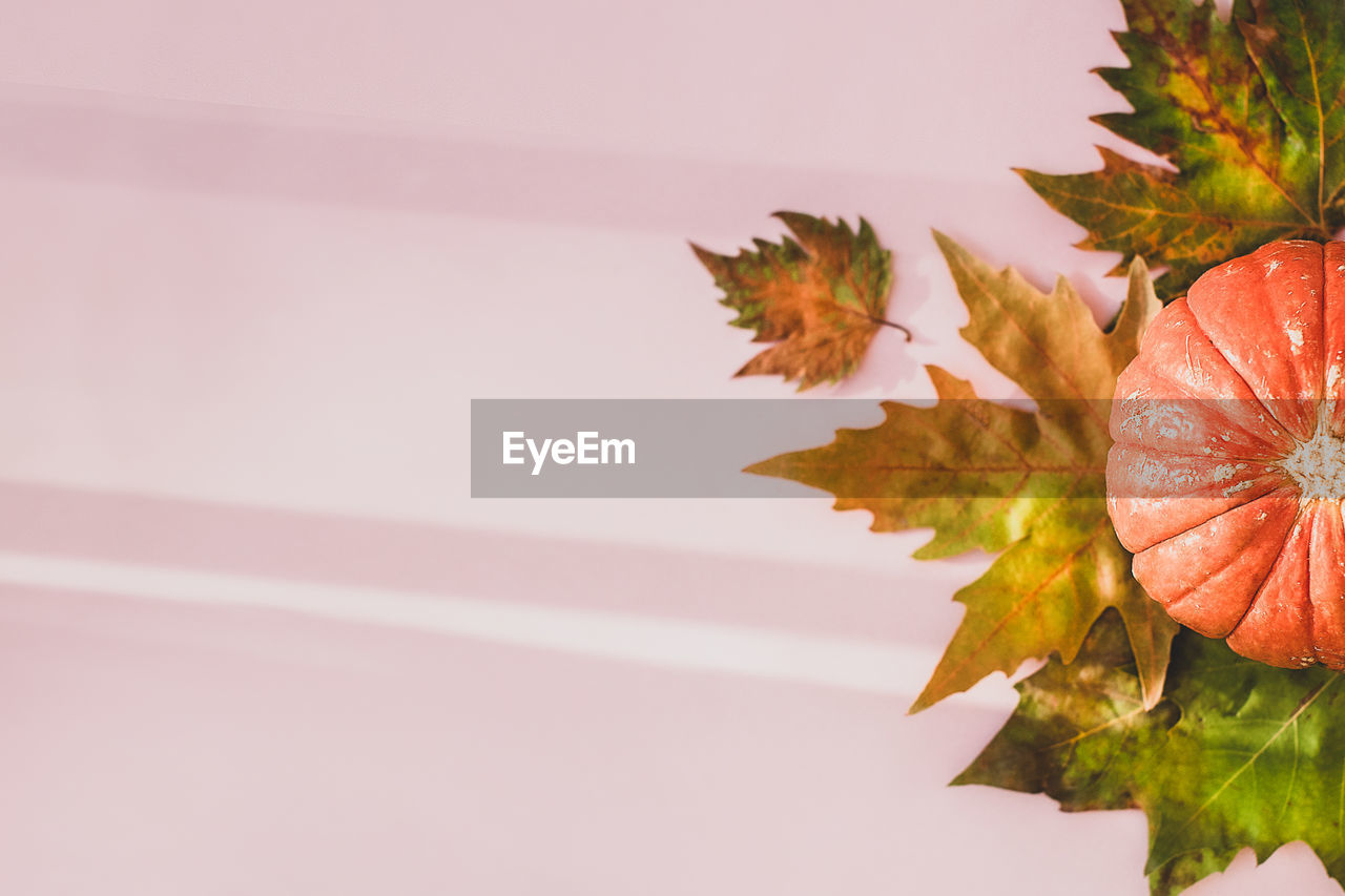 CLOSE-UP OF MAPLE LEAVES AGAINST ORANGE SKY