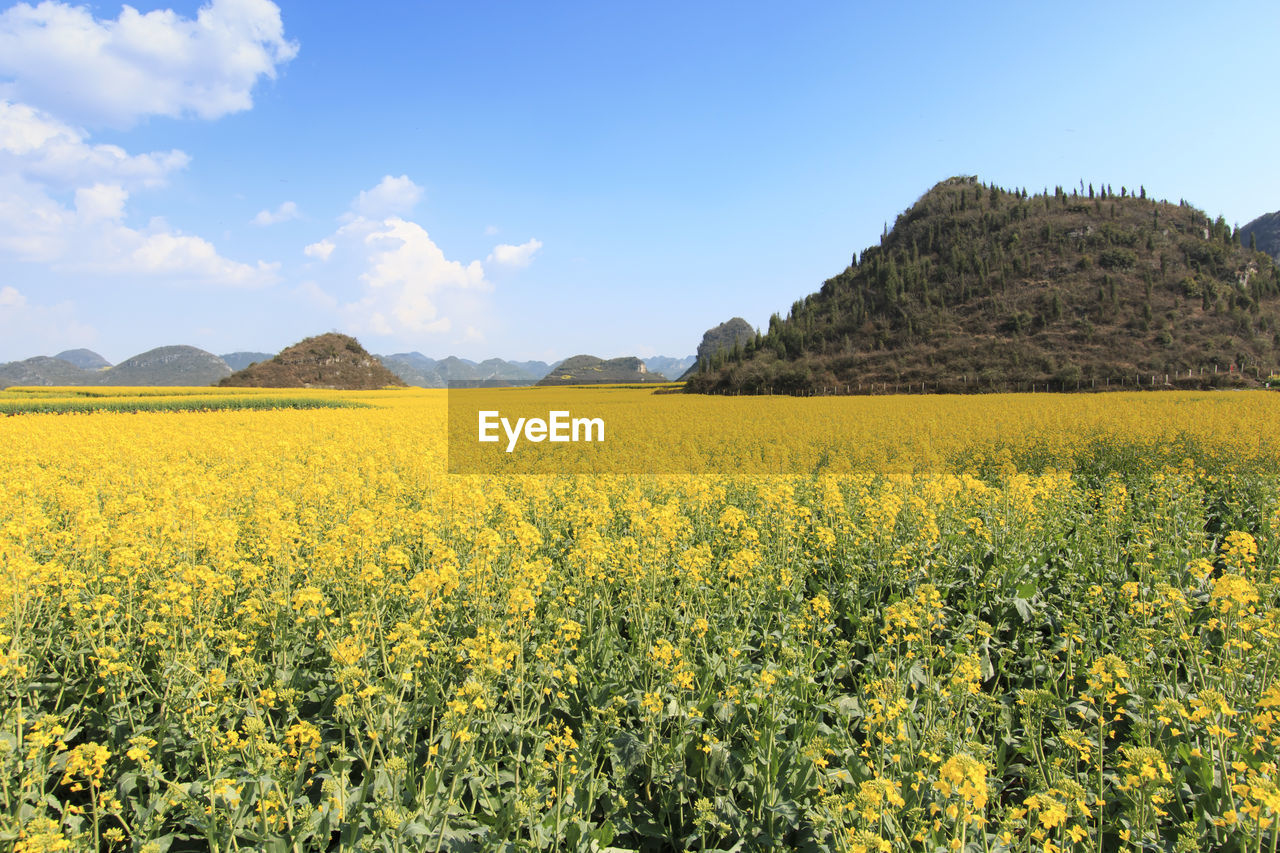 Plants growing on field against blue sky during sunny day