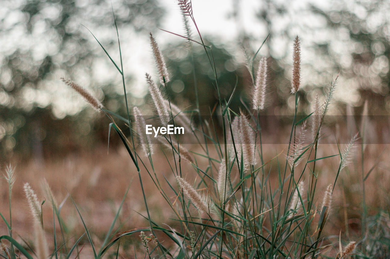 Close-up of fresh plants on field