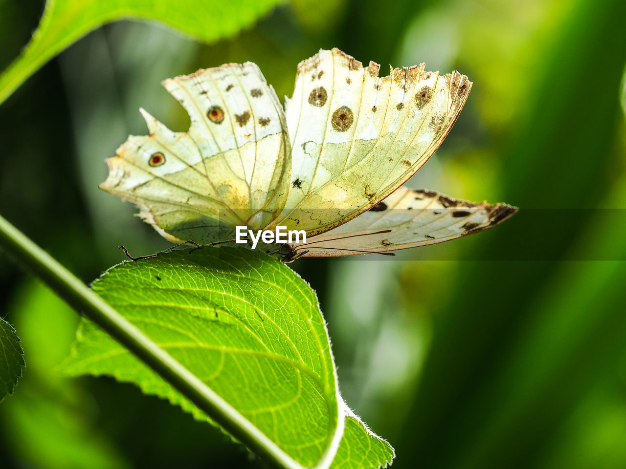 CLOSE-UP OF BUTTERFLY ON PLANT LEAF