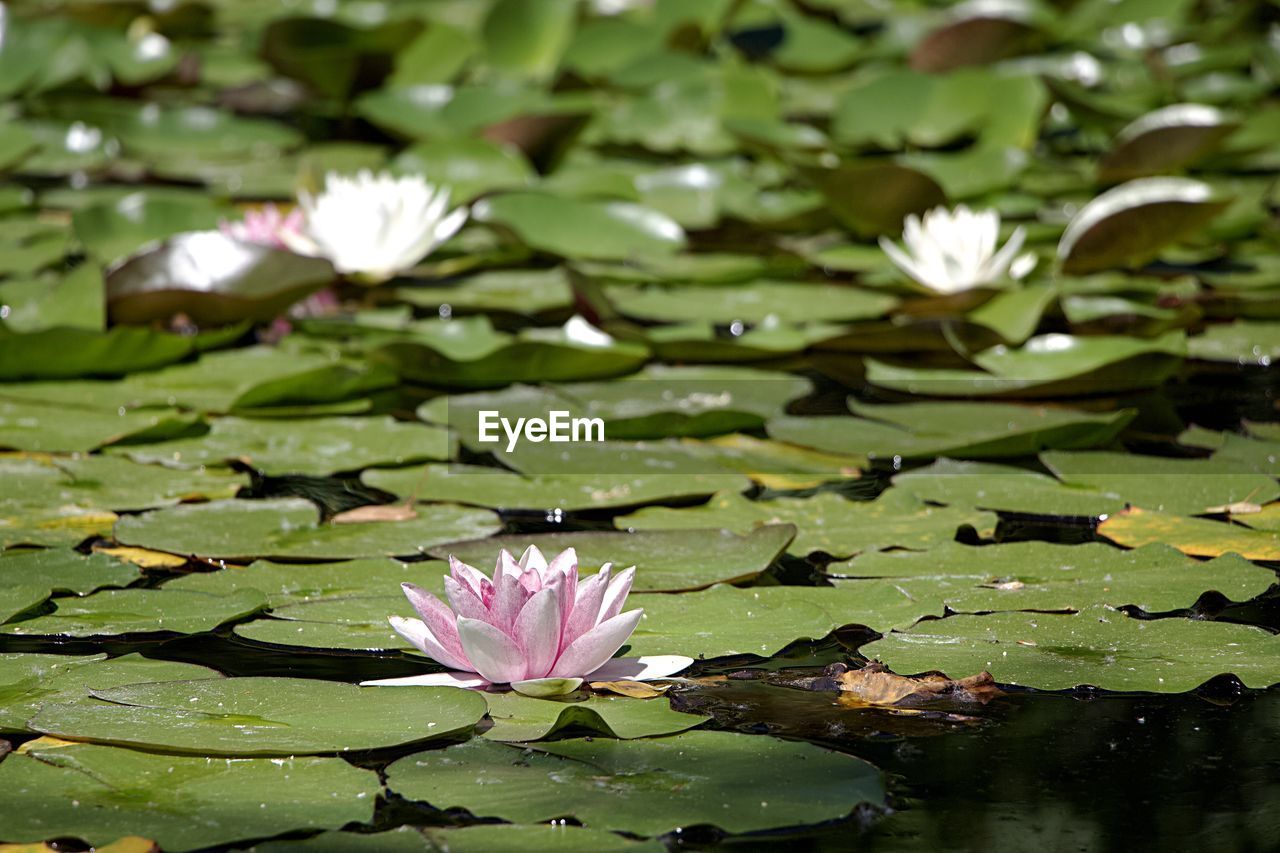 PINK WATER LILY ON LEAVES IN LAKE