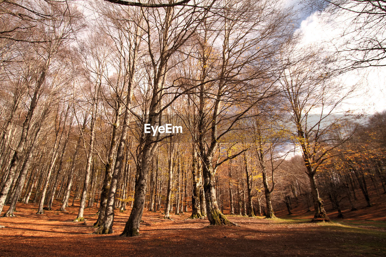 Bare trees in forest during autumn