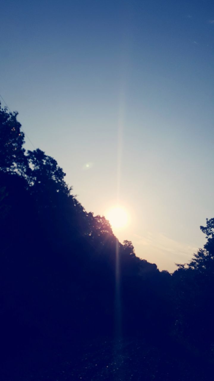 SILHOUETTE TREES IN FOREST AGAINST CLEAR SKY