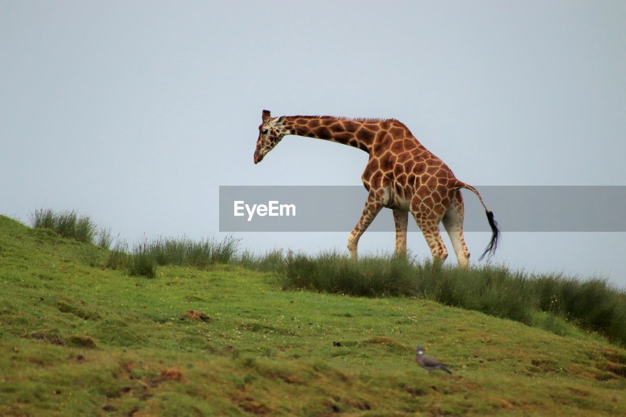 Side view of giraffe on field against sky