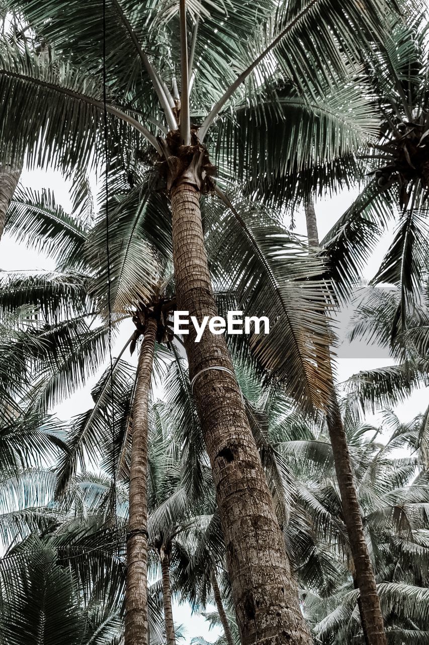 LOW ANGLE VIEW OF COCONUT PALM TREE AGAINST SKY