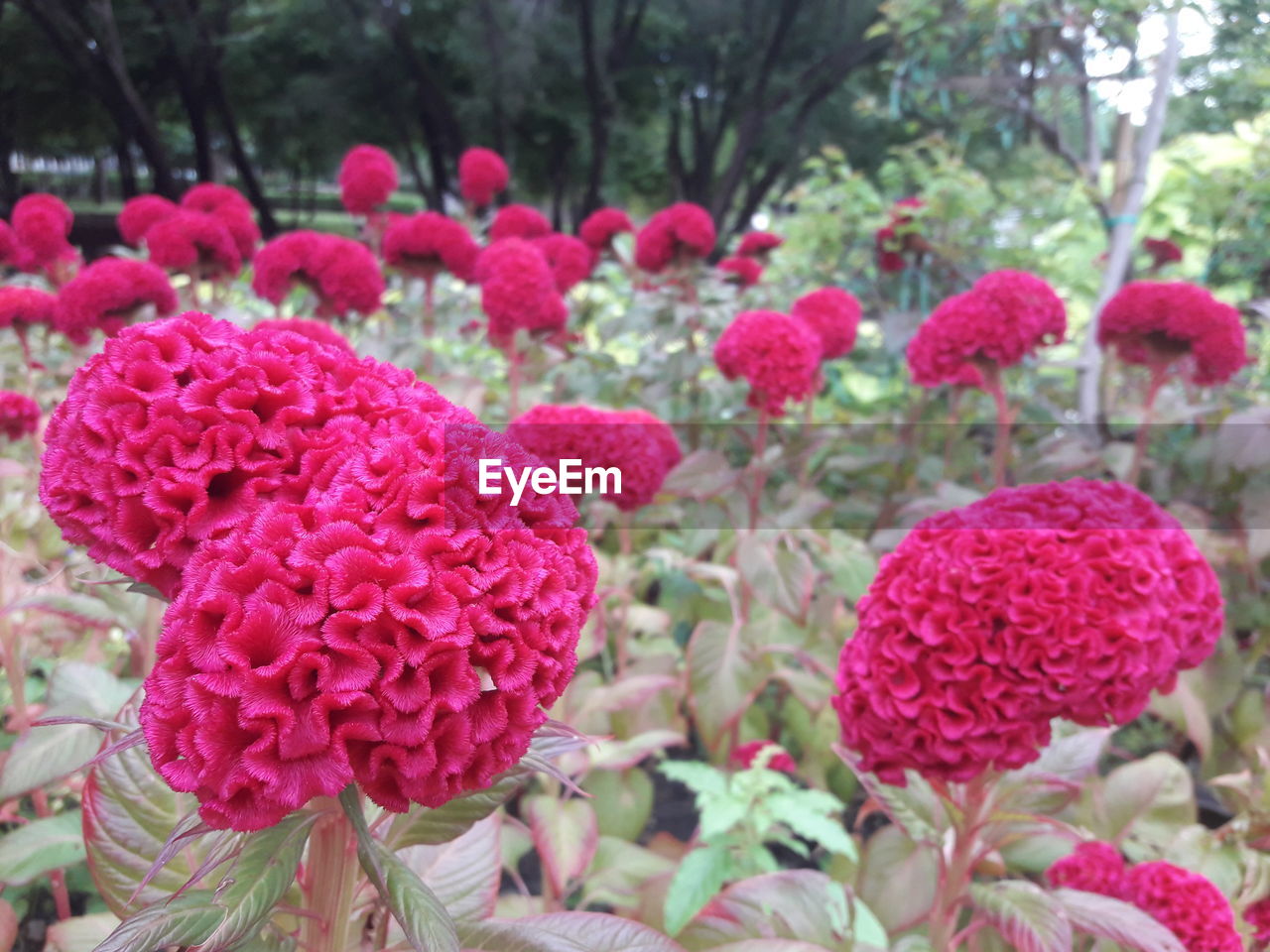 CLOSE-UP OF PINK FLOWERS IN PARK