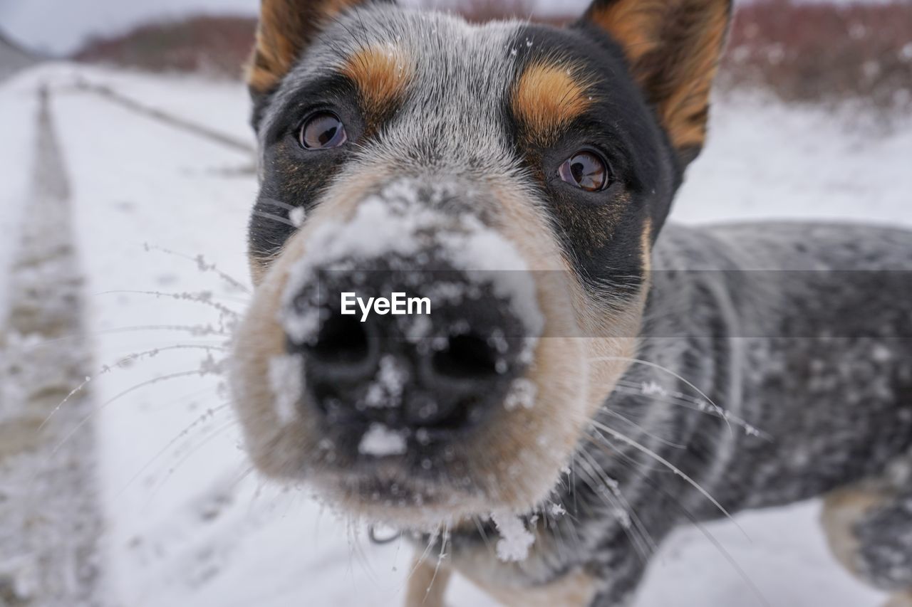 Close-up portrait of australian cattle dog