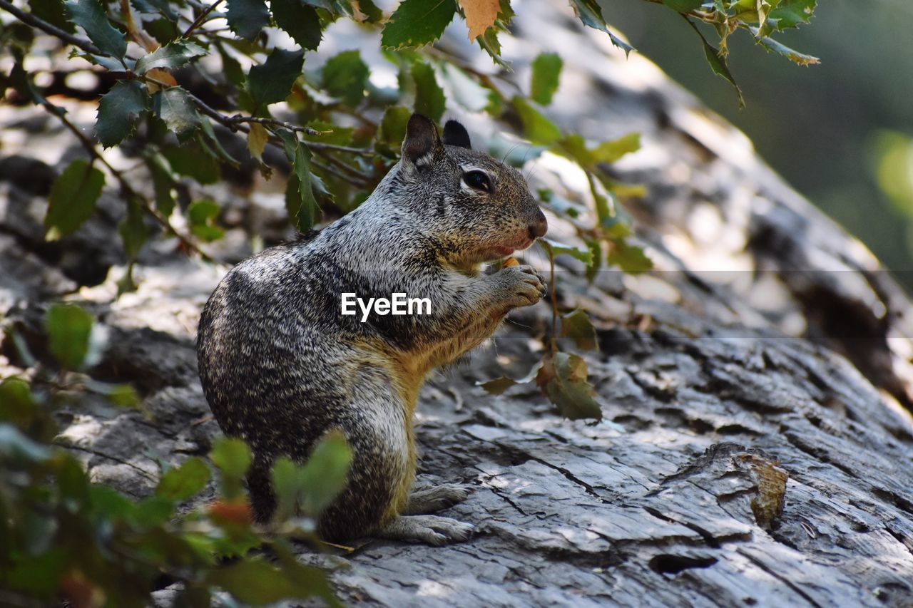 CLOSE-UP OF SQUIRREL ON WOOD