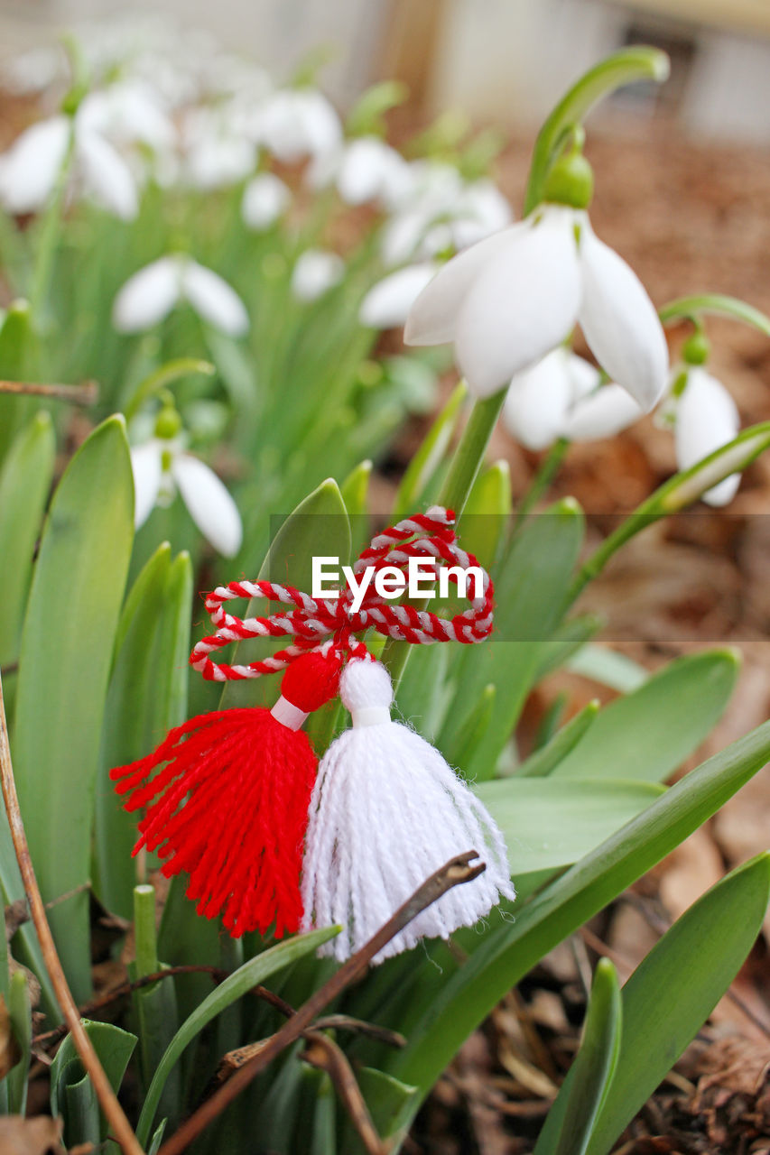 CLOSE-UP OF RED FLOWERING PLANT