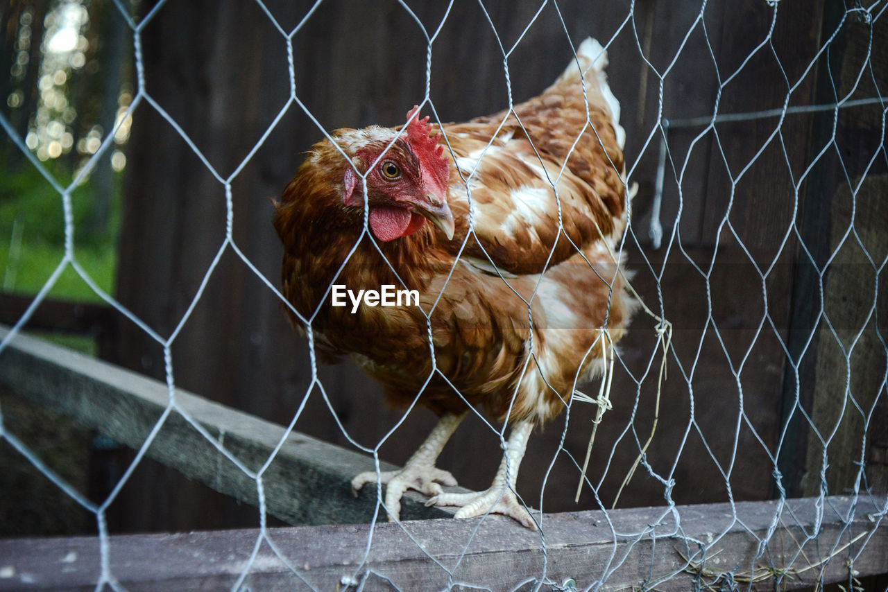 Chicken seen through chainlink fence