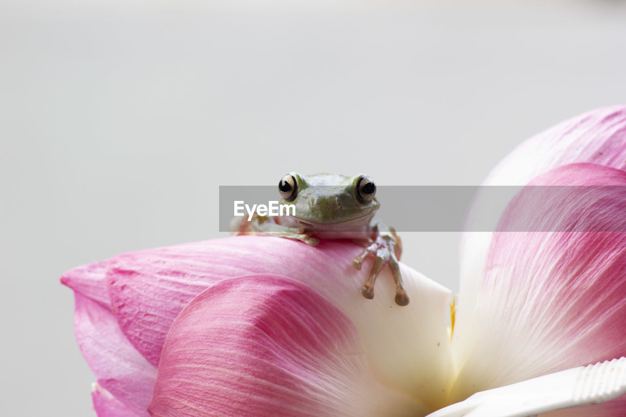 Frog and flower