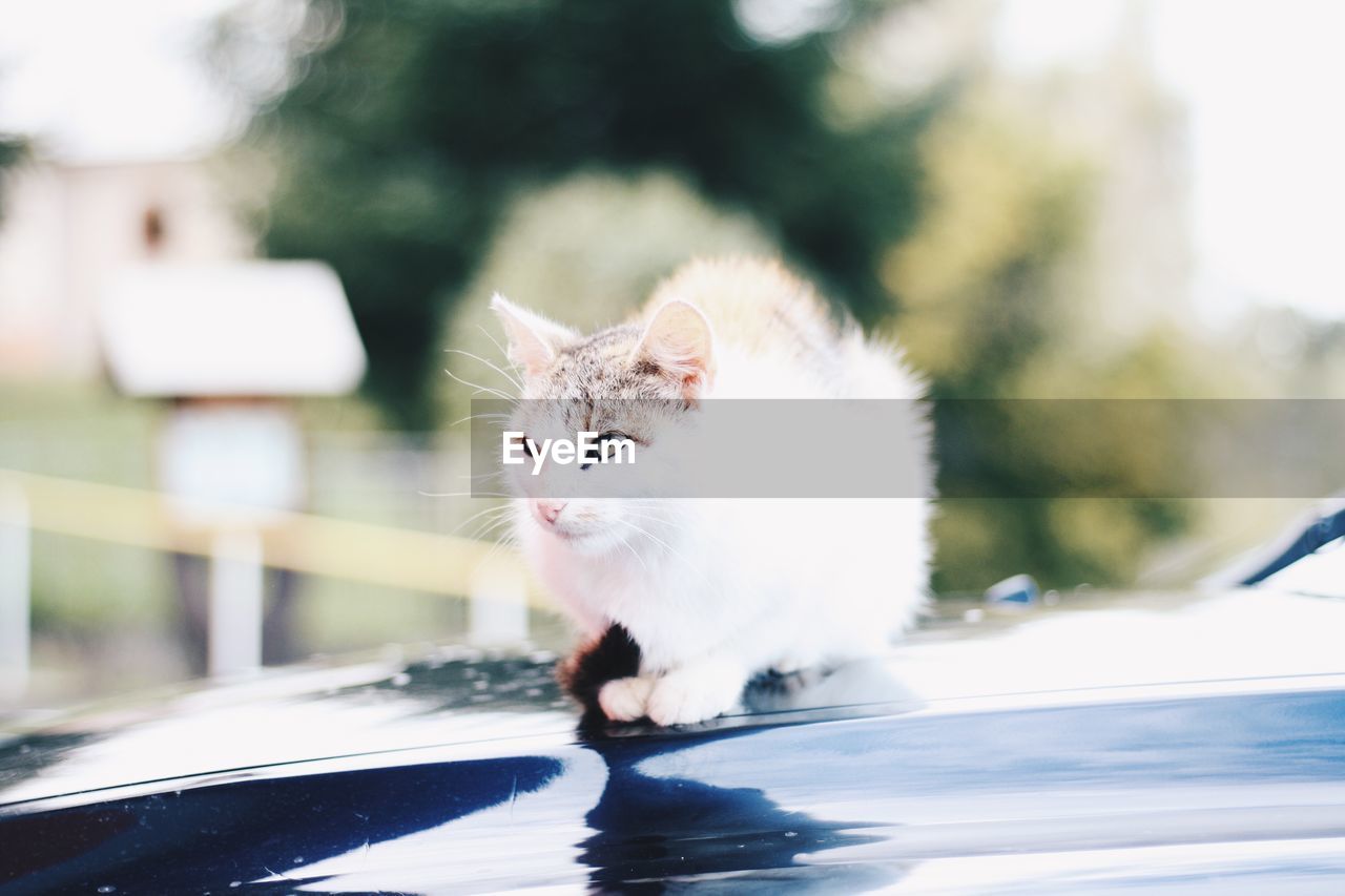 Cat sitting on a car