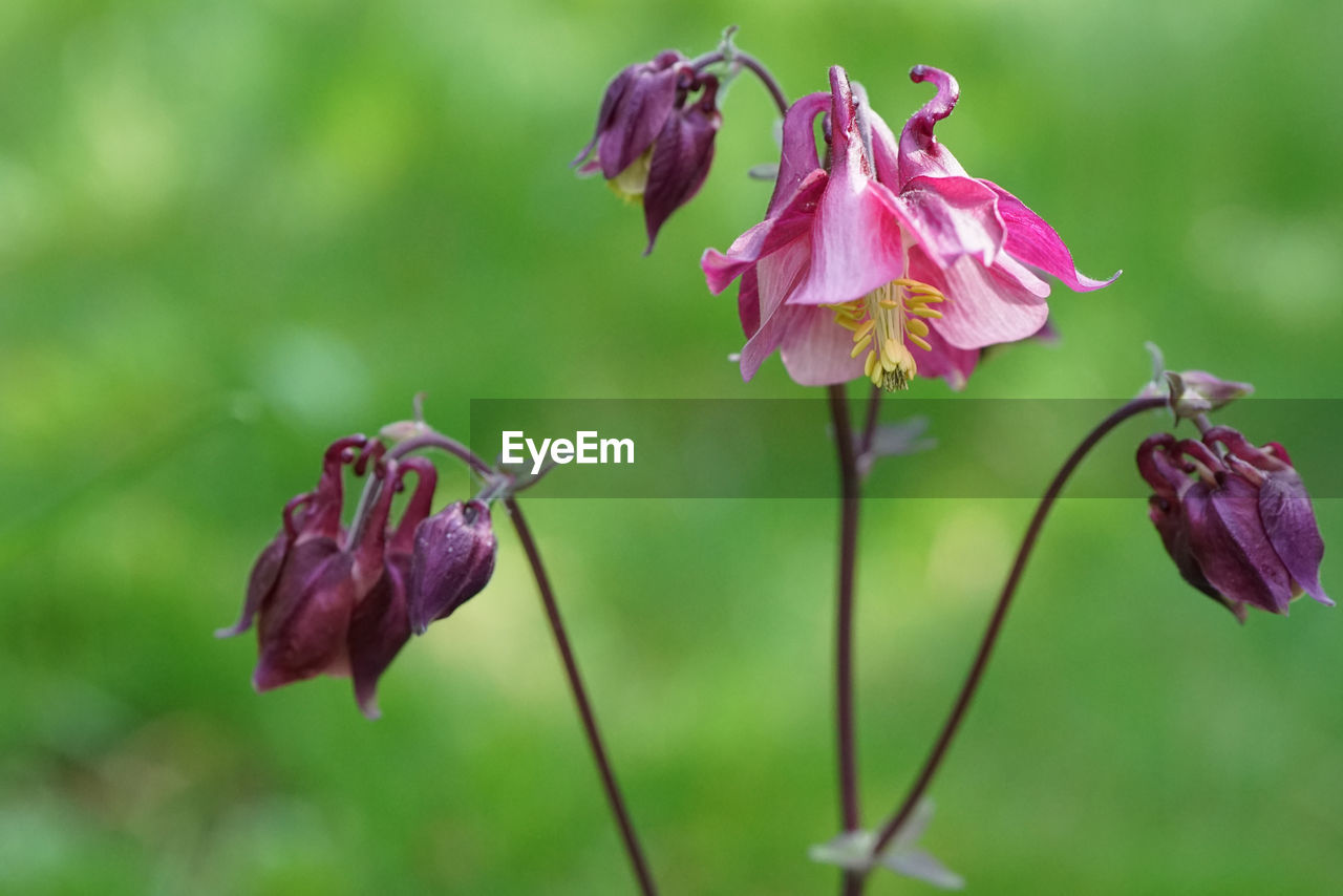 CLOSE-UP OF PINK FLOWERS