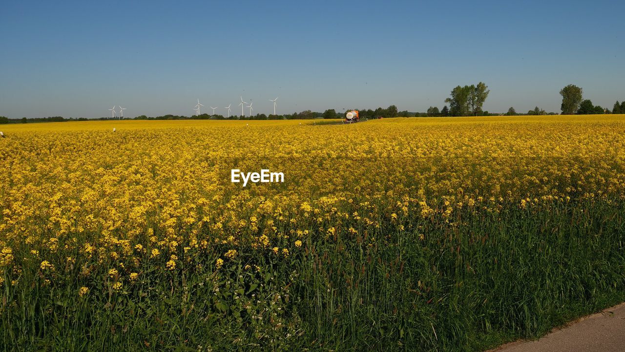 YELLOW FLOWERS GROWING ON FIELD