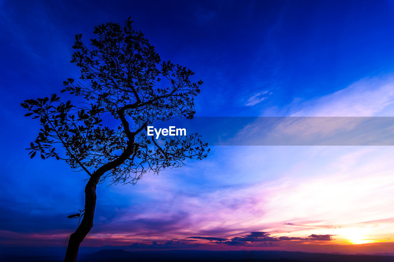 LOW ANGLE VIEW OF SILHOUETTE TREE AGAINST DRAMATIC SKY