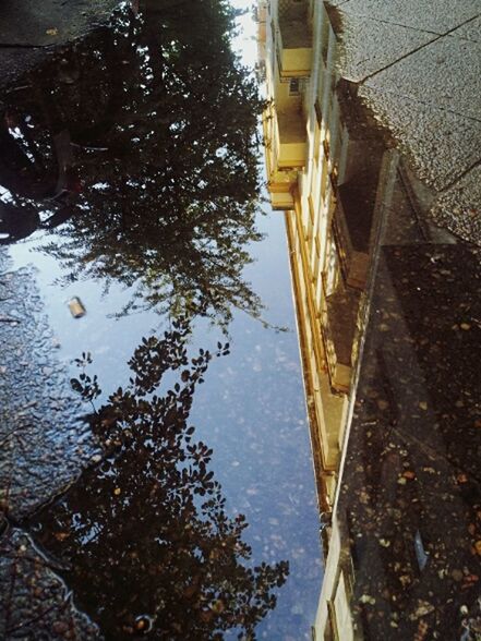 REFLECTION OF TREES ON PUDDLE