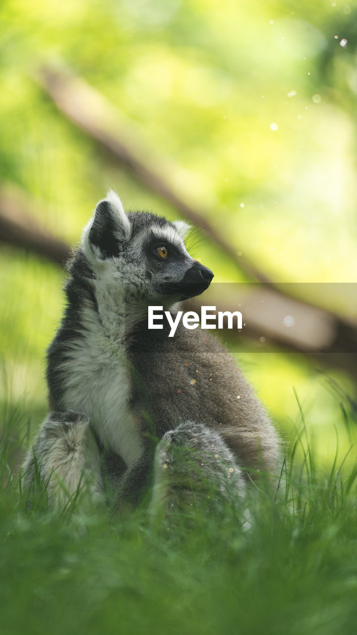 Lemur sitting on the grass