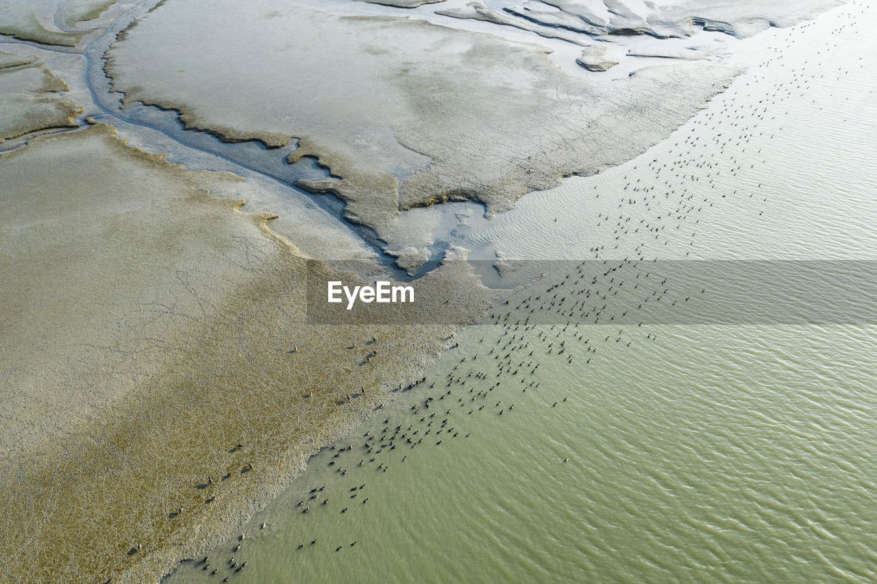 Birds dot a sunlit marsh in san francisco bay aerial