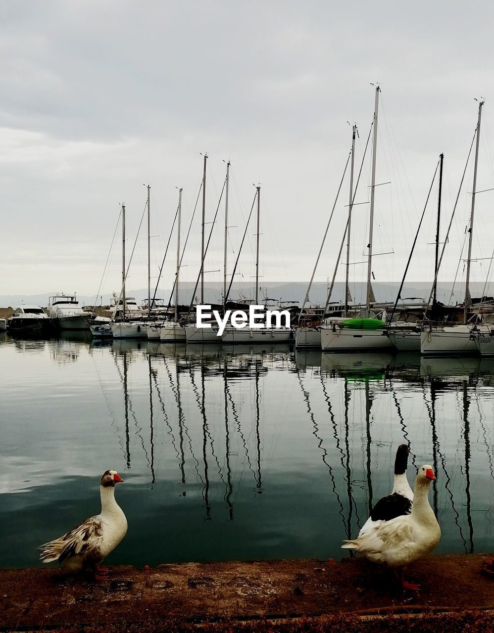 SAILBOATS IN LAKE