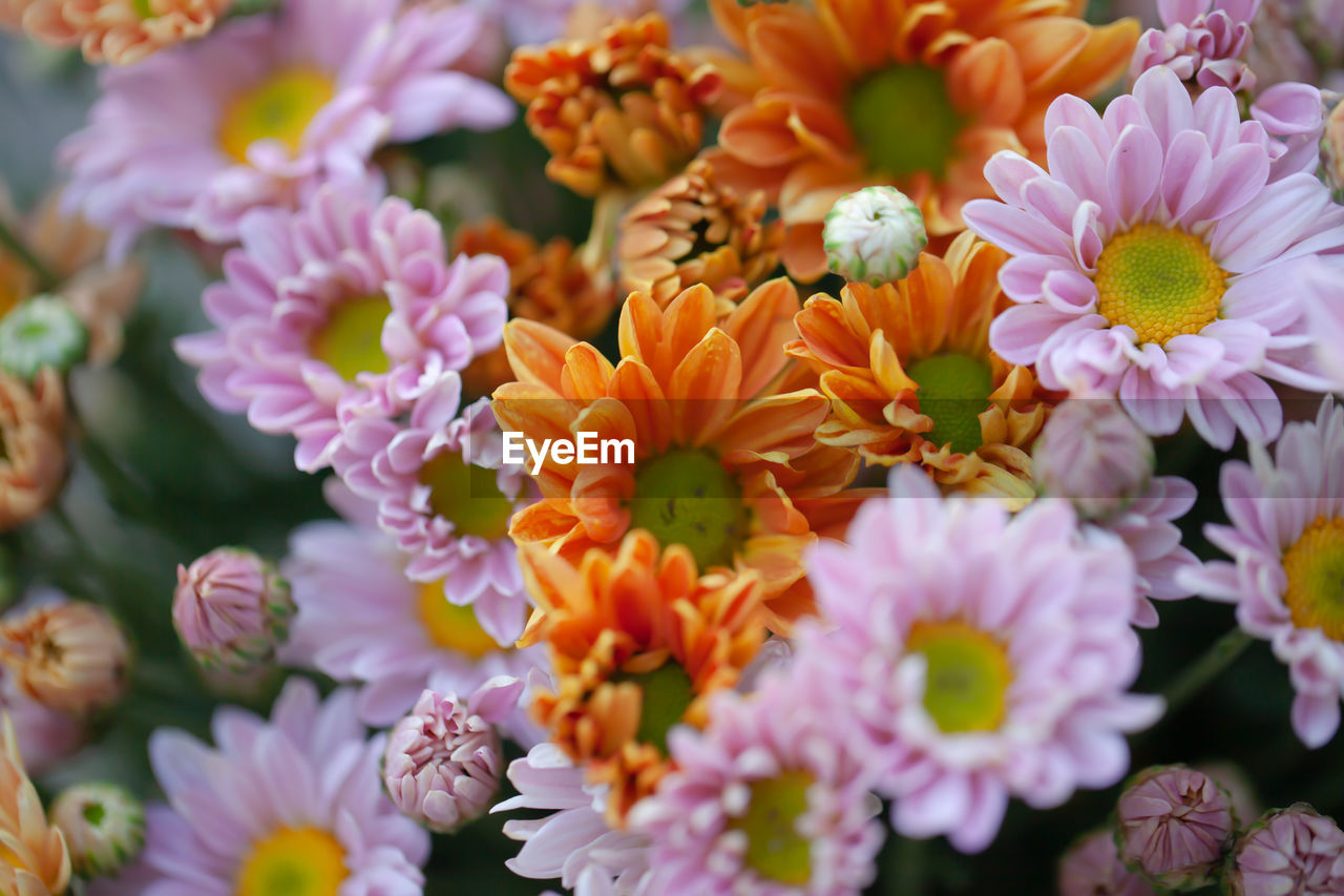 Close-up of orange flowers