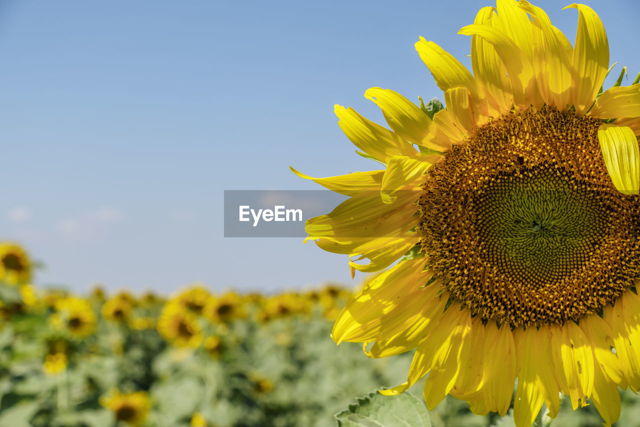 Close-up of yellow sunflower