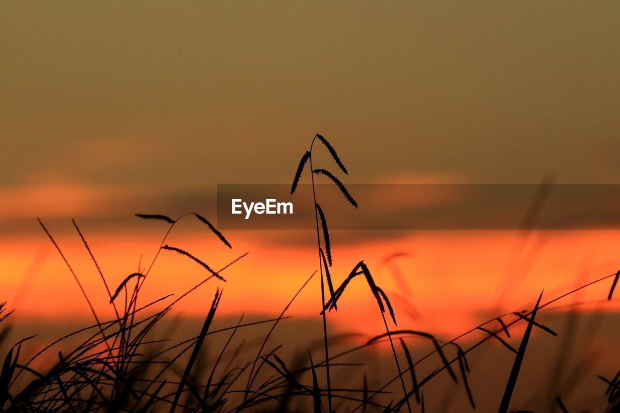 CLOSE-UP OF PLANTS DURING SUNSET