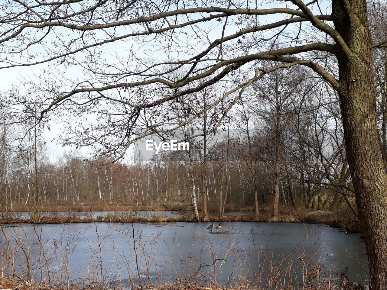 SCENIC VIEW OF LAKE AGAINST BARE TREES