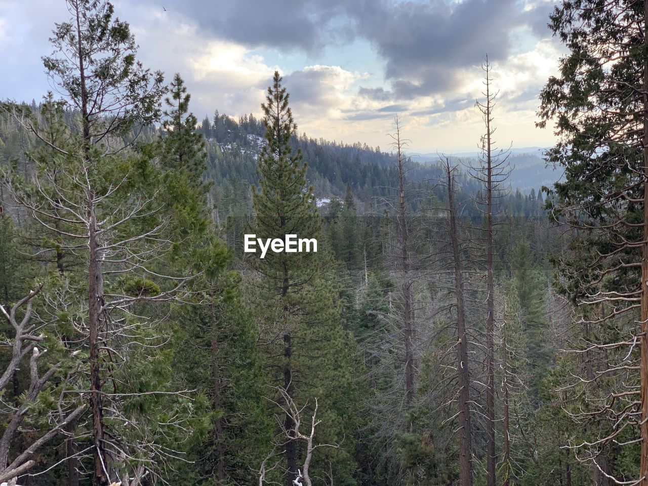 Scenic view of forest against sky