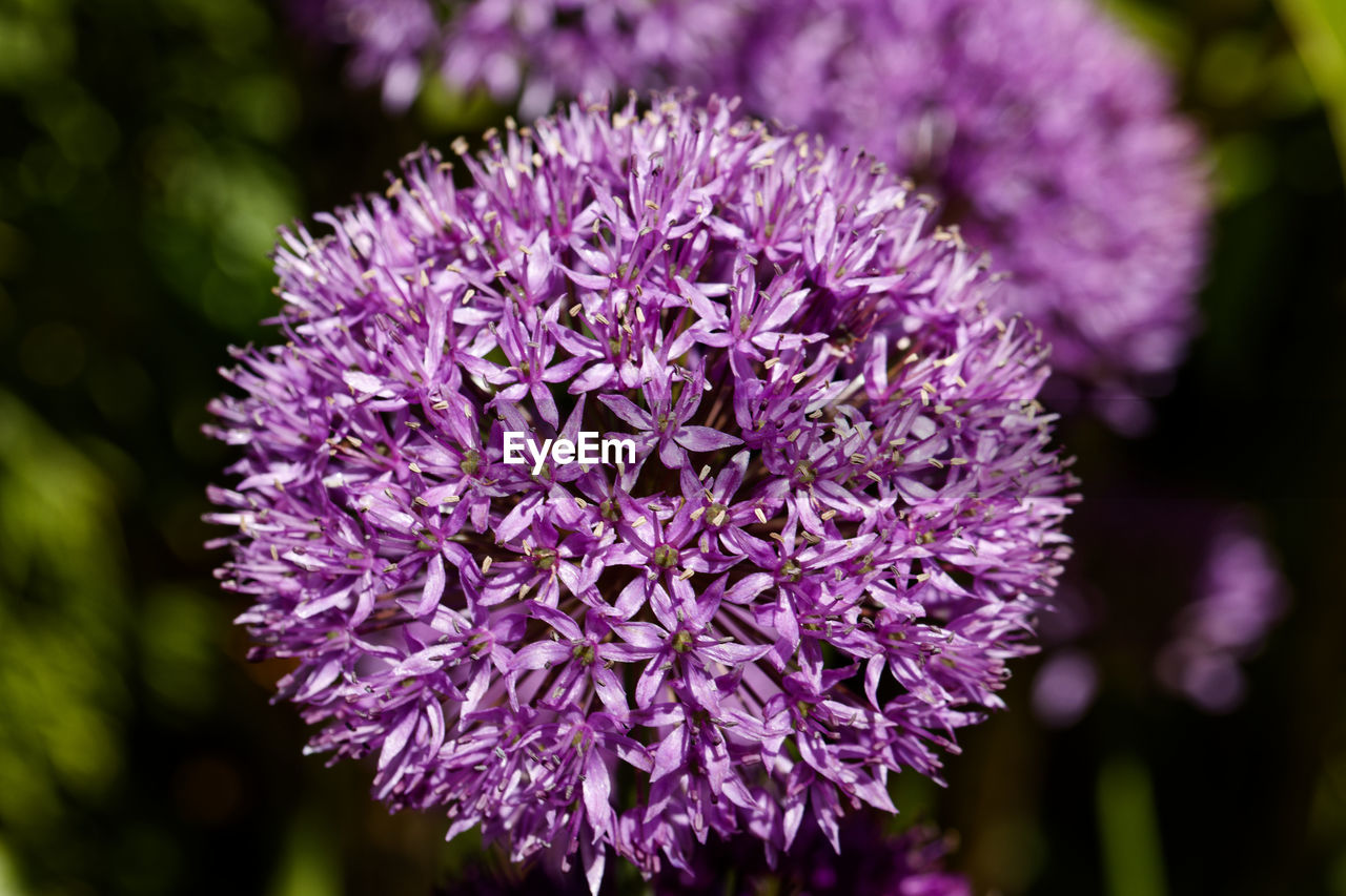 flower, flowering plant, purple, plant, freshness, beauty in nature, close-up, nature, inflorescence, flower head, fragility, growth, lilac, petal, blossom, macro photography, focus on foreground, no people, wildflower, botany, springtime, outdoors, food and drink, food, produce, vegetable, pink