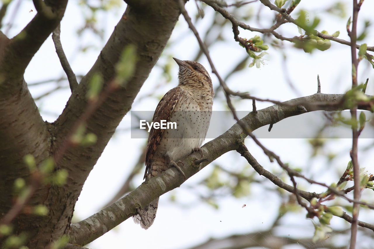 BIRD PERCHING ON A TREE