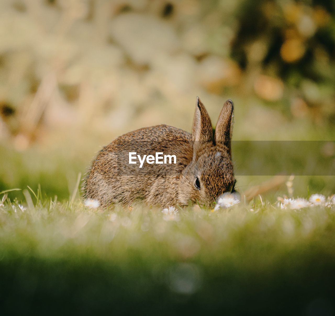 animal, animal themes, animal wildlife, one animal, mammal, wildlife, rabbits and hares, grass, rabbit, nature, hare, no people, selective focus, pet, plant, domestic rabbit, outdoors, side view, close-up, animal body part, day, land, portrait