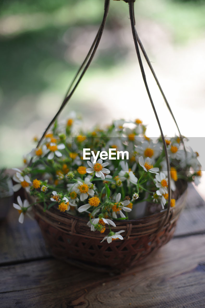 Close-up of flowers in basket on table