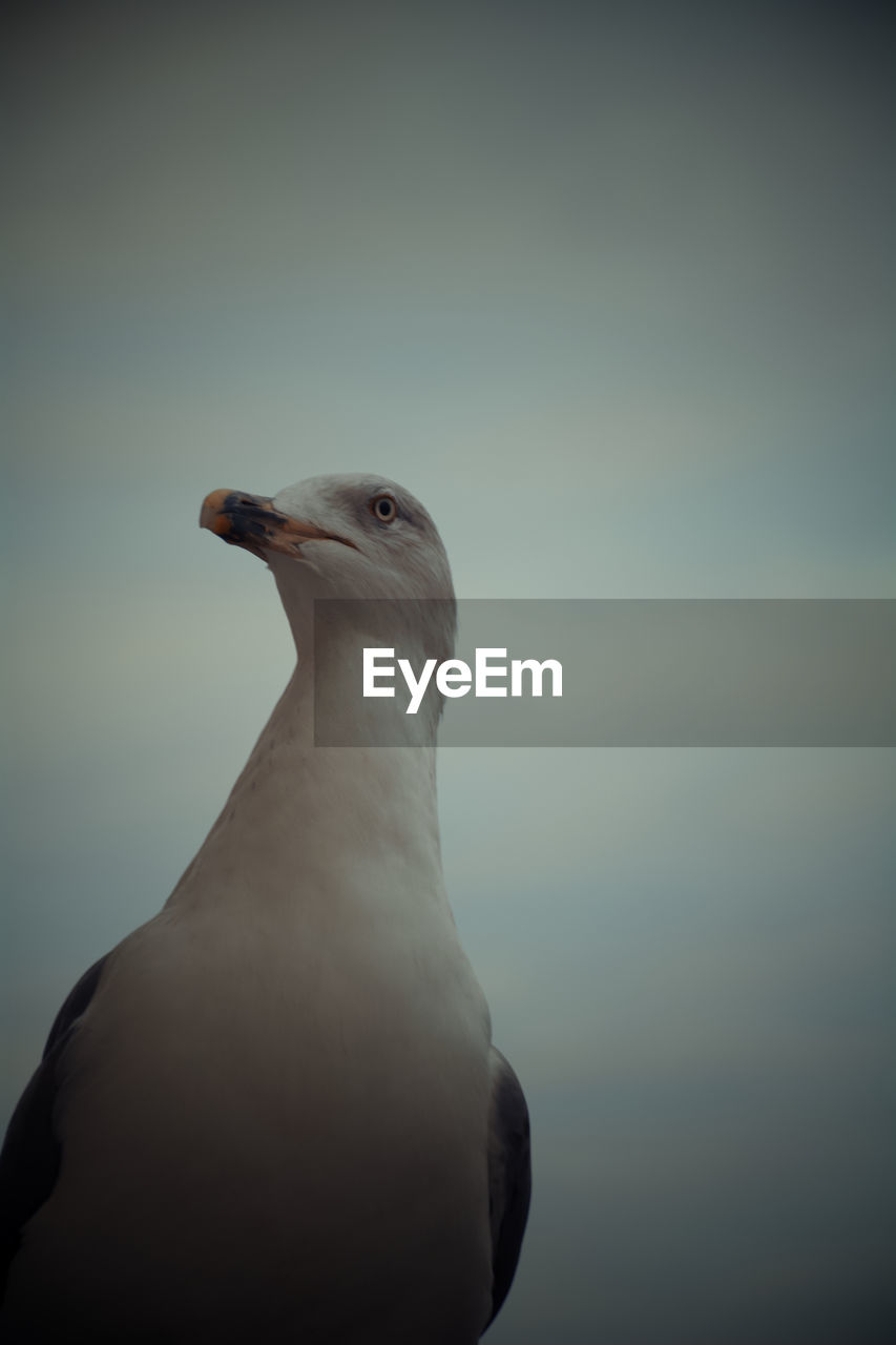 Close-up portrait of seagull