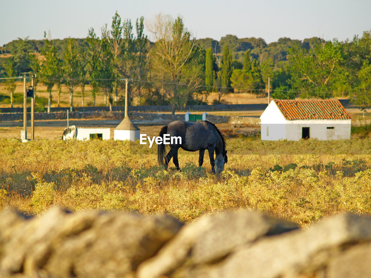 HORSES GRAZING ON FIELD AGAINST TREES