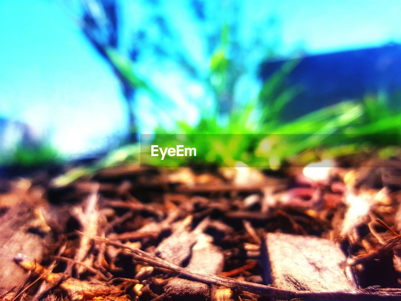 Close-up of dry twigs on field at park