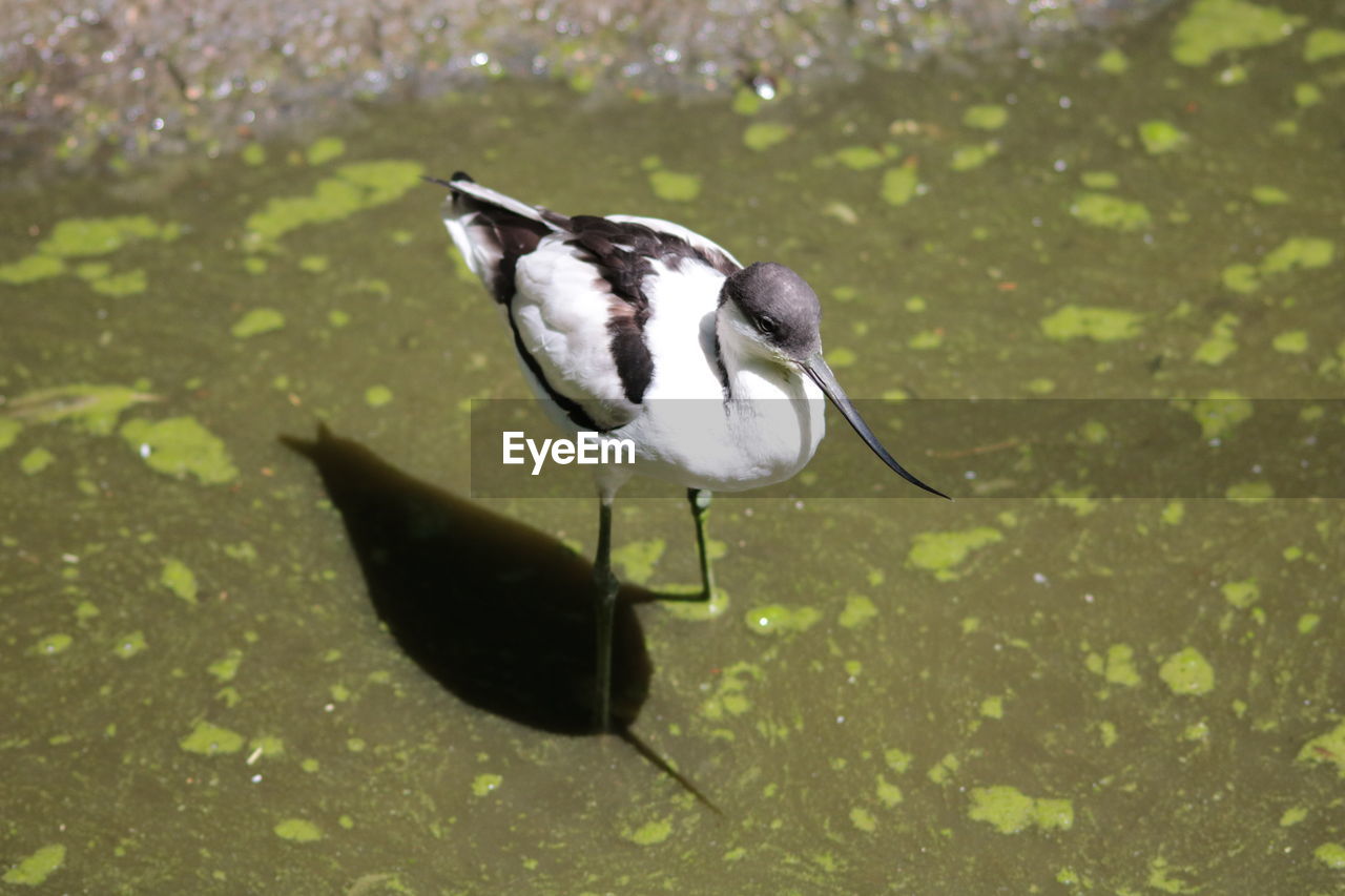 Close-up of bird standing in water