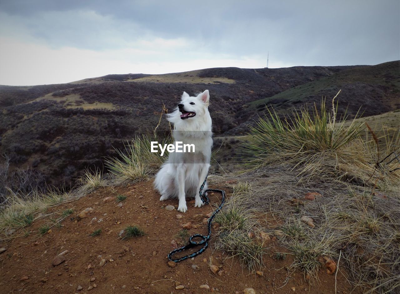 DOGS ON MOUNTAIN AGAINST SKY