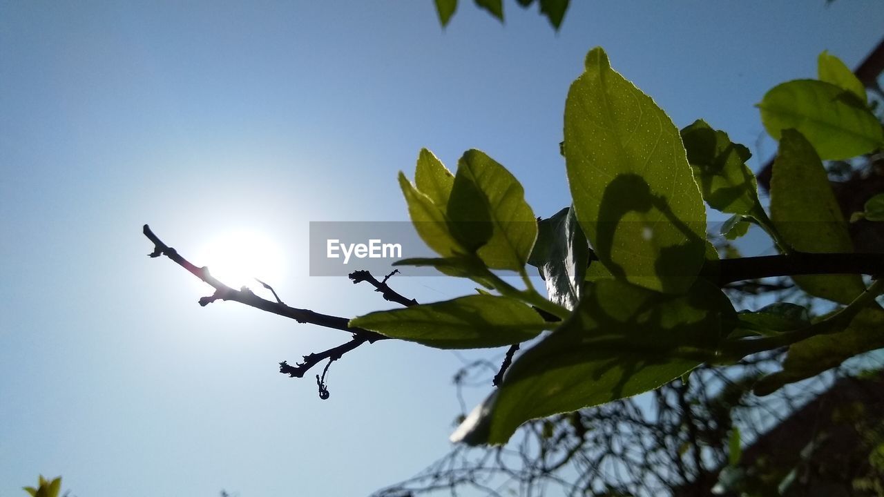 LOW ANGLE VIEW OF PLANT AGAINST SKY