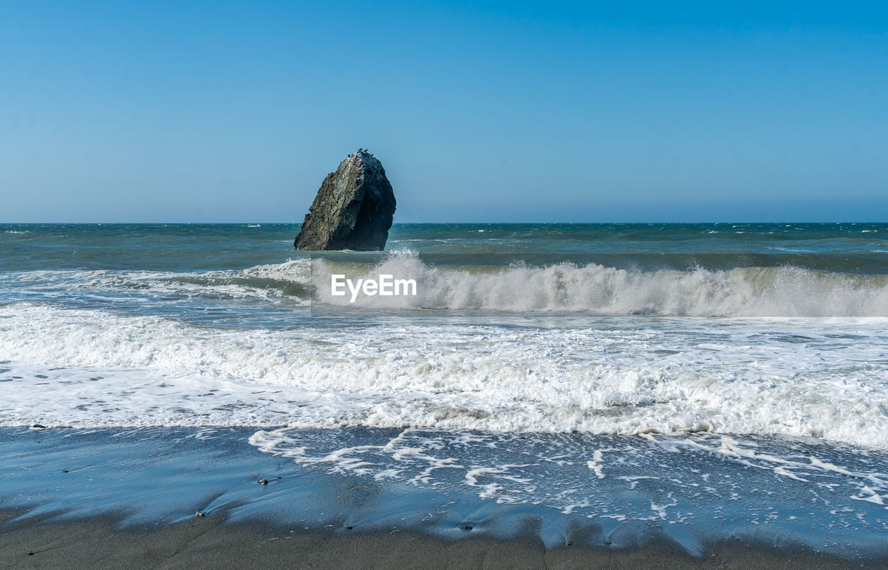 sea, water, ocean, wind wave, land, wave, beach, motion, sky, shore, body of water, horizon over water, coast, horizon, beauty in nature, nature, scenics - nature, water sports, sand, sports, surfing, blue, clear sky, outdoors, day, animal, sunny, travel destinations, rock, vacation, animal themes, splashing, animal wildlife, tranquility