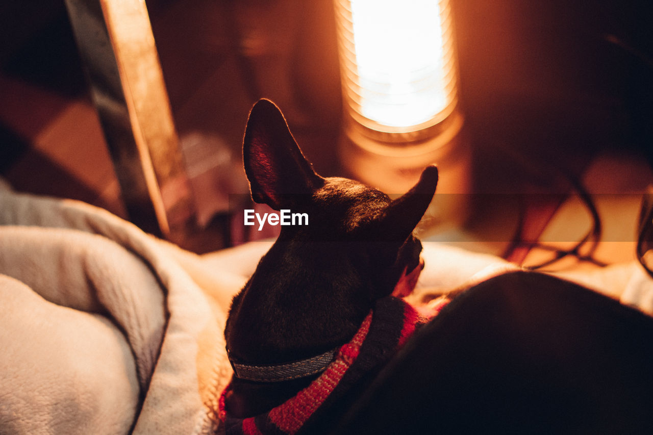 Close-up of a dog resting on bed beside electric heater in winter night 