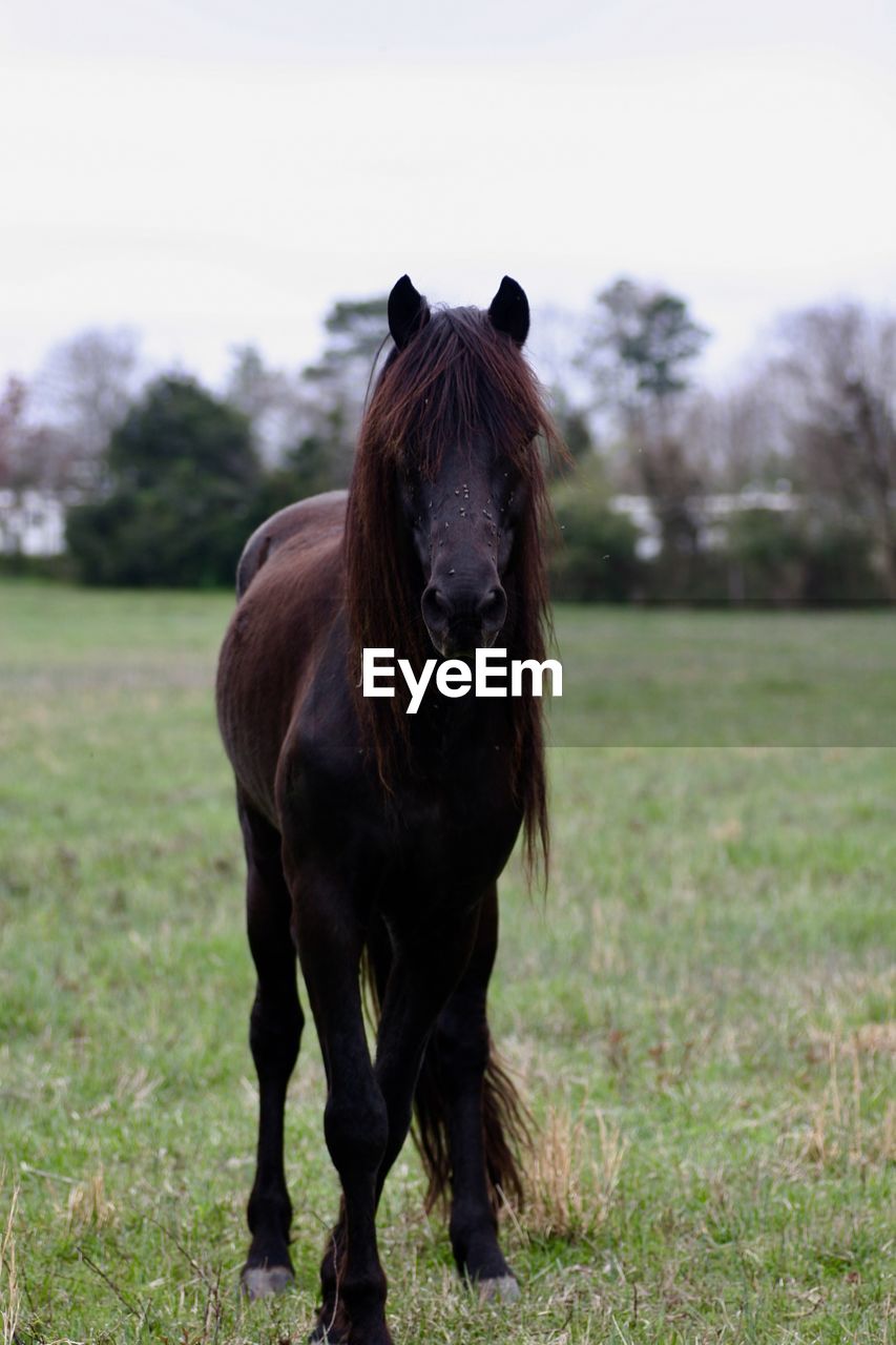 Horse standing in a field