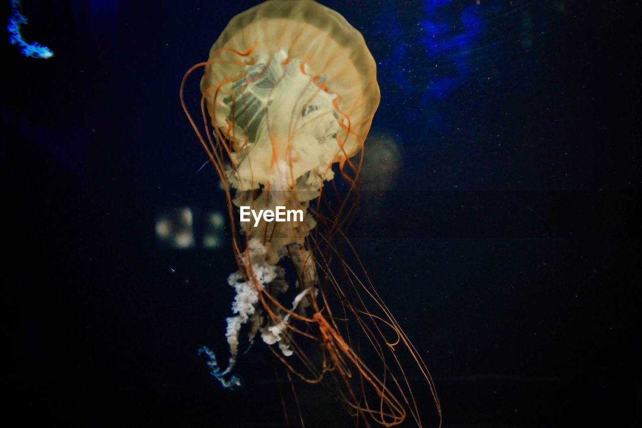 CLOSE-UP OF JELLYFISH SWIMMING ON SEA